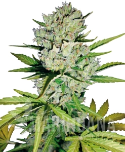 Super Skunk Auto