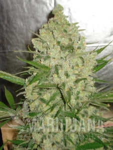 AK47