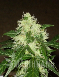 Lemon Skunk Auto