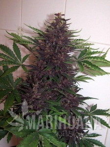 Purple Kush Auto