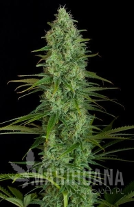 Critical Jack