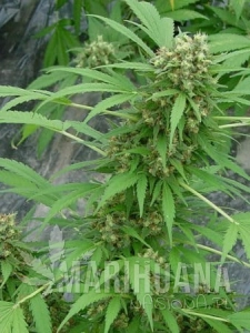 Early Skunk