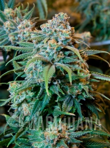 Orange Bud