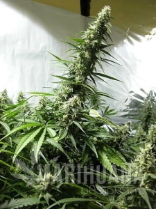 White Russian