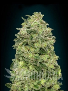 Auto Afghan Skunk - ADVANCED SEEDS