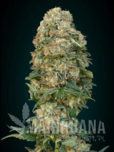 Feminized Collection #1 - ADVANCED SEEDS