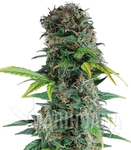 Somango Auto