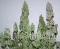 Auto White Widow XXL(1).jpg