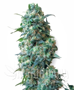 Afghan Kush