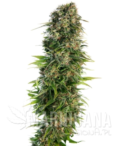 Afghan Kush Auto.jpg
