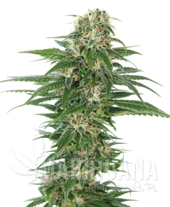 Hindu Kush Auto
