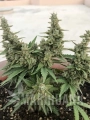 Auto Super Lemon Haze 1.jpg