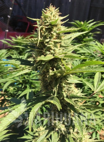 Pineapple Chunk.jpg