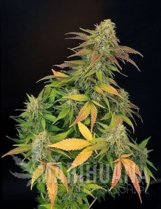 Master Kush