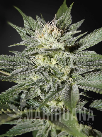 CBD Great White Shark.png