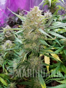 Cream Mandarine Auto
