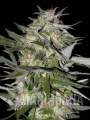 jack_plant.jpg
