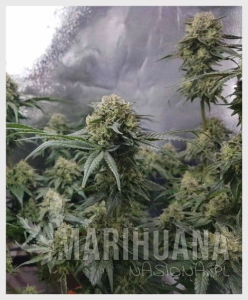 Sweet Pure CBD Auto