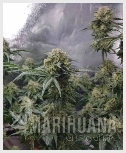 sweet-cbd-auto.jpg