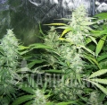 Auto Amnesia XXL(2).JPG