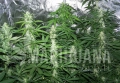 Auto Amnesia XXL(3).JPG