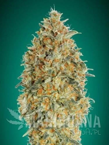auto_gorilla_blue (1).jpg