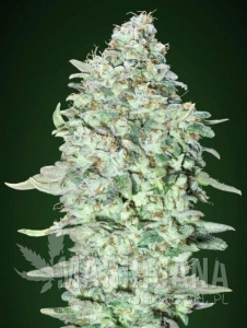 OG KUSH SFV - ADVANCED SEEDS