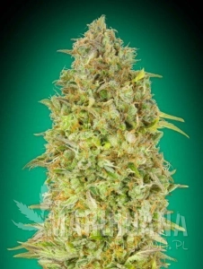SKUNK 47 - ADVANCED SEEDS