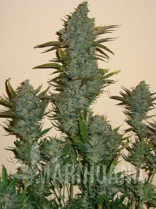 Moby Dick XXL Auto