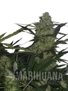 AK47 Auto