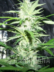 Amnesia XXL Auto