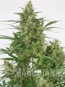 Critical + 2.0 Auto