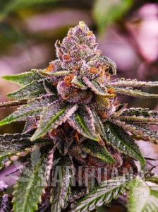 Girl Scout Cookies