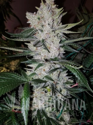 gorilla_glue.jpg