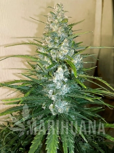 Gorilla Glue Auto