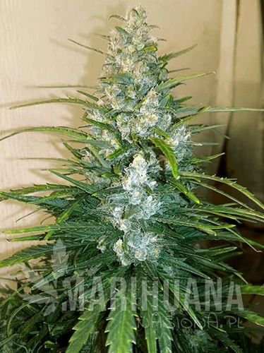 auto_gorilla_glue.jpg