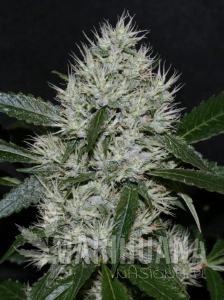 OG Kush