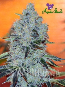 Mob Boss - ANESIA SEEDS