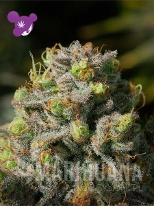 Iceberg - ANESIA SEEDS