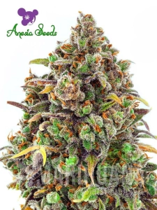 Haze Queen - ANESIA SEEDS