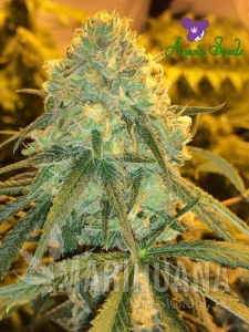 Hawaiiana - ANESIA SEEDS