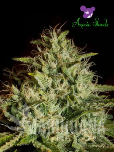 white-Kush-Auto-2.jpg