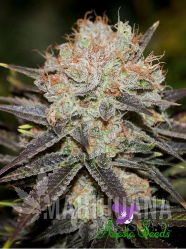 Chocolate-Haze-2-1.jpg