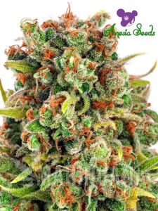 Mandaryna 47 - ANESIA SEEDS