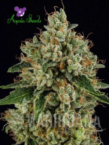 White Lemon Skunk - ANESIA SEEDS