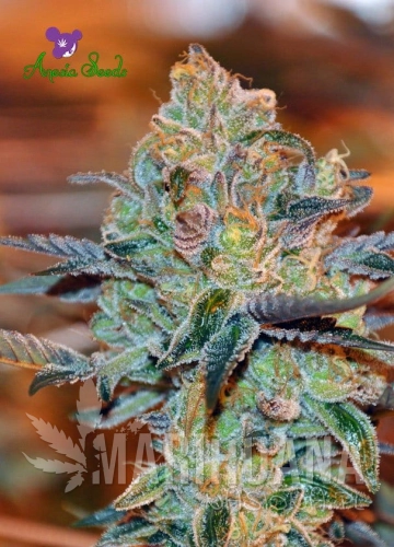 Orient-Express-Anesia-Seeds-2.jpg