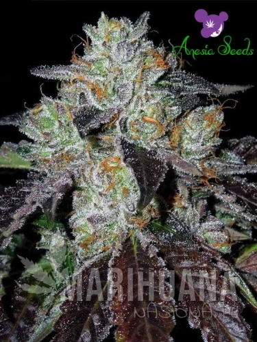 Purple-Domina-2-1.jpg