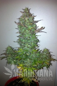 60 Day Grapefruit Auto