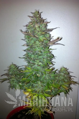 auto-60-grapefruit.jpg