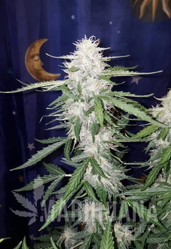 wedding-cake-auto.jpg